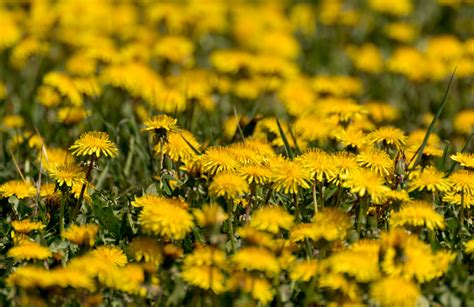 Yellow Dandelion Fields Copyright Free Photo By M Vorel Libreshot