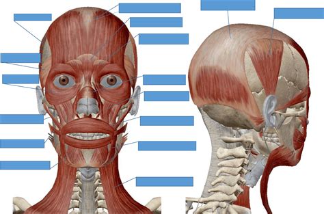 Resumen Músculos De La Expresión Facial Anatomía Medicina Unlp