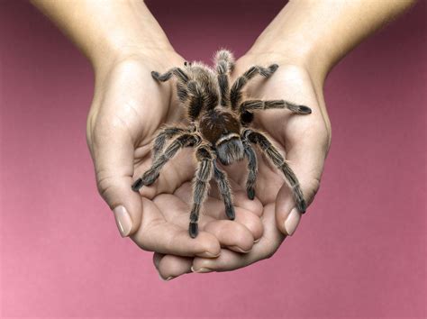 What To Know Before Buying A Pet Tarantula