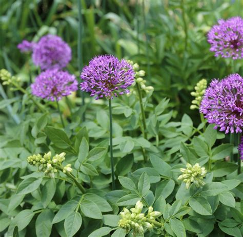 How To Combine Alliums With Perennials Longfield Gardens In 2020