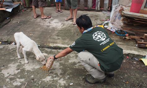 Animal Rescue In The Philippines Multimedia Dawncom