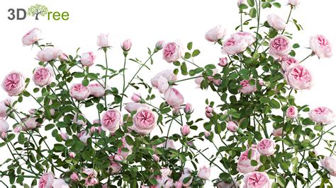 Rosa Eden Climbing Eden Climbing Rose 3d Model 3dtree