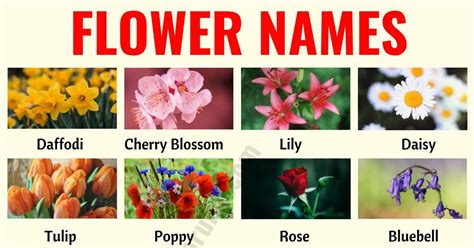 Types Of Flowers With Pictures