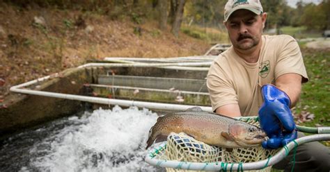 Check spelling or type a new query. Hatcheries Make Fish Happen | Virginia DWR