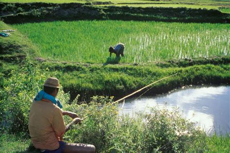 This report provides an extensive (570 p) assessment of biodiversity for food and agriculture (bfa) and its management worldwide, drawing on information provided by 91 country reports. Biodiverse Agriculture for a Changing Climate | weADAPT ...