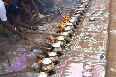 What Is Pongal Festival Thai Pongal Celebrated Across The Globe