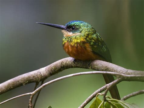Green Birds And Brown Birds In The Tropical Rainforest Birdnote