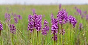 ¿Conoces la orquídea salvaje? - Regalarflores.net