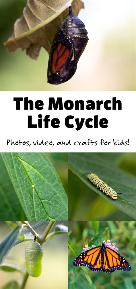room10 the life cycle of a monarch butterfly vrogue