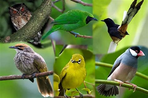 Untuk memeliharanya, dibutuhkan kandang yang tidak terlalu besar, seperti kandang burung. 10 Burung Peliharaan di Rumah Masuk Daftar Burung Dilindungi - Burungnya.com