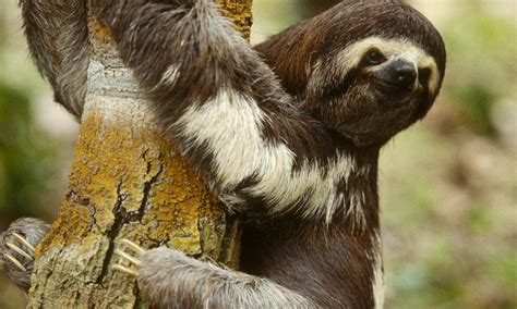 Science Visualized • Why Are Sloths Slow And Other Sloth Facts