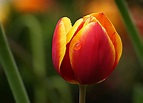 Tulip Flower Macro Royalty-Free Stock Photo and Image