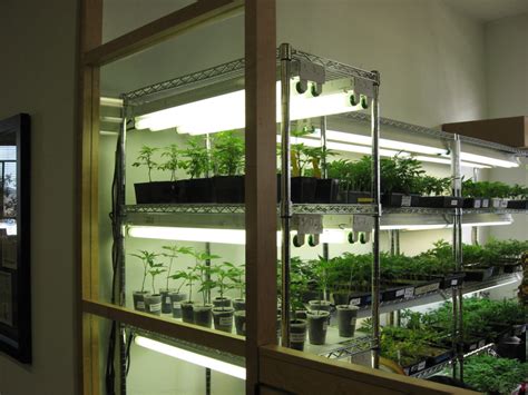 You want to set up a grow room and raise plants indoors…but where do you start? How to Clone a Cannabis Plant - Sensi Seeds