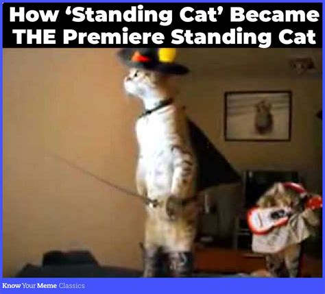 Standing Cat Know Your Meme Classics House Cat Scientist Meme
