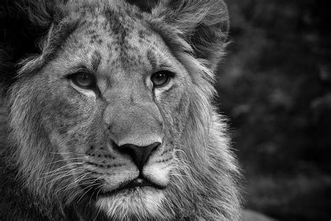 Grayscale Photo Of Lion Hd Wallpaper Wallpaper Flare