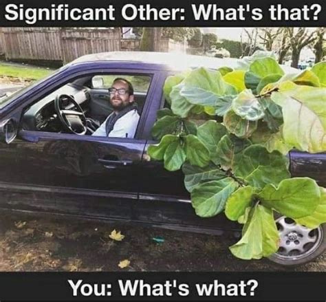 60 Plant Memes For You To Dig Through Funny Gallery Funny Relatable