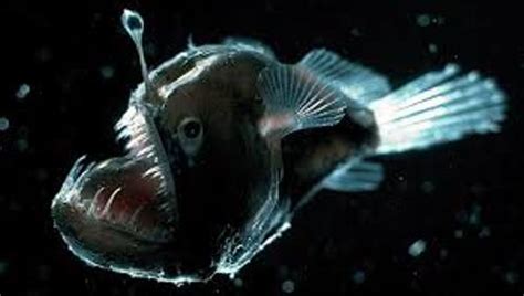 10 Interesting The Angler Fish Facts My Interesting Facts