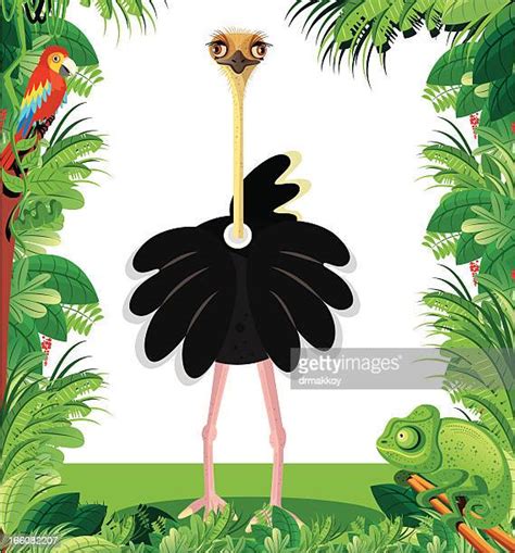 Cartoon Ostrich Photos And Premium High Res Pictures Getty Images