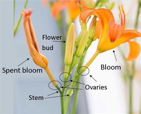 Dazzling Summer Color Is Easy With Daylilies Easy To Grow Bulbs