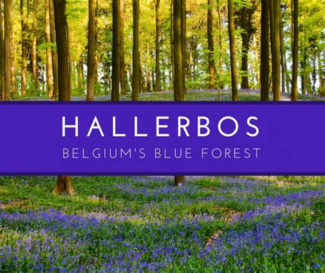 The Hallerbos Or Bois De Hal South Of Brussels Is Belgiums Blue