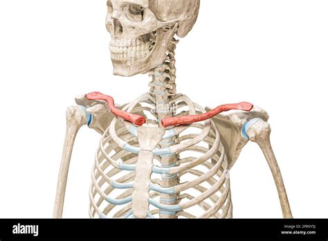 Clavicle Bones Or Collarbones In Red Color 3D Rendering Illustration