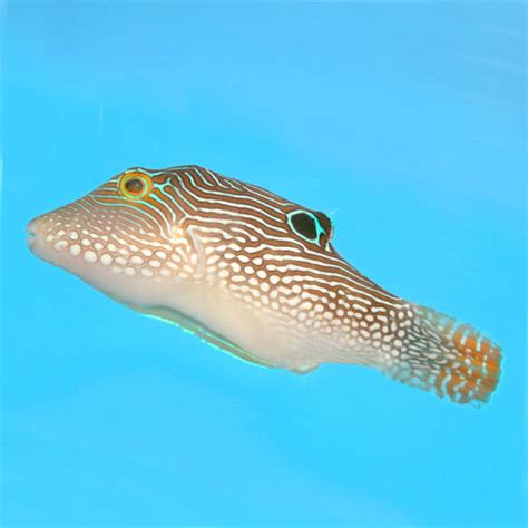 Pufferfish Puffer Fish For Saltwater Aquariums