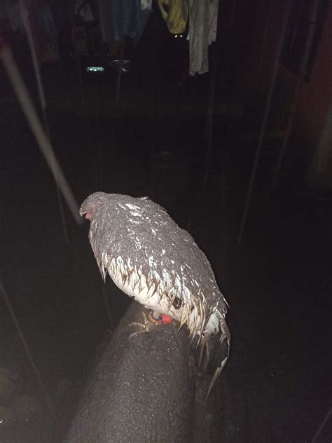 Taal Volcano Eruption Leave Bird Covered In Ashes Credit Facebook