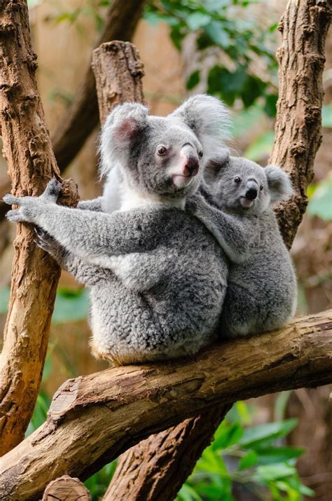 Free Stock Photo Of Koala Bear With Her Baby Download Free Images And