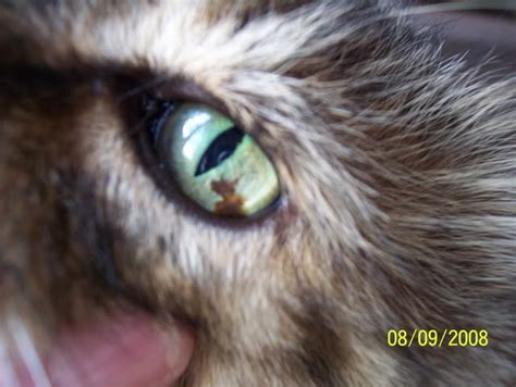 What Is The Significance Of A Spot On The Eyeball Of My Cat