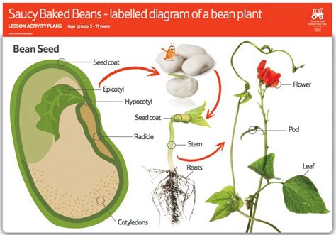 A guide to plants which reproduce without bearing flowers, including a general introduction and suggested activities. Parts Of A Bean Plant New ask Your Class to Look at This ...