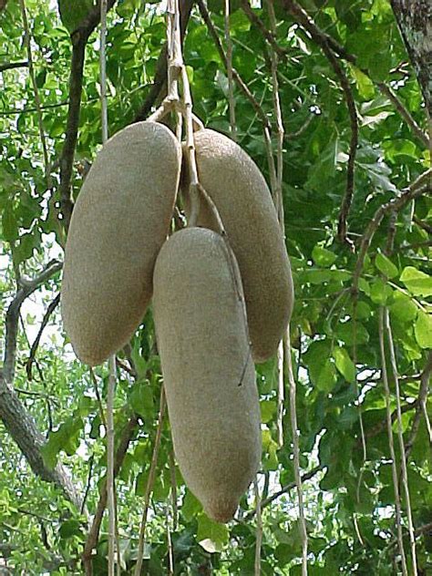 African Sausage Tree Fruits On Trees Pinterest