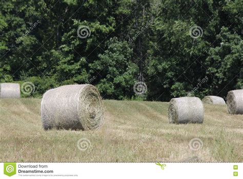Hay Bales In Field Stock Photo Image Of Rural Nature 76010376