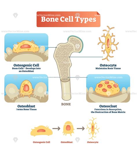 Human Bone Cell Types Vector Illustration Infographic Osteoblast