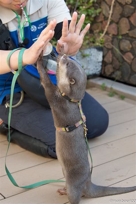 Little Otter Haku Gives Human A Double High Five — The Daily Otter