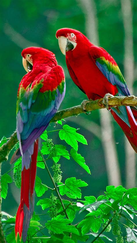 Birds Wallpaper Parrots Paradise Samsung Galaxy Note 3 Wallpaper Supportive Guru