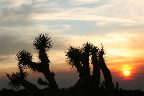 Desert Sunset Shutterbug