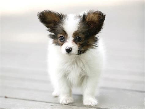See more ideas about papillon puppy, papillon dog, puppies. Puppy Pictures 007
