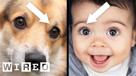 How Puppy Dog Eyes Evolved To Match Humans