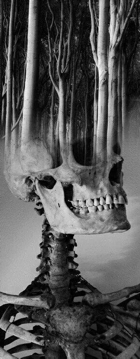 Pin By Scott Watzlawick On Skulls Skull Skull Art Art