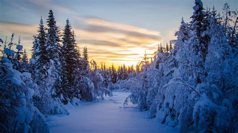 Fondos De Pantalla Luz De Sol Árboles Paisaje Bosque Nieve