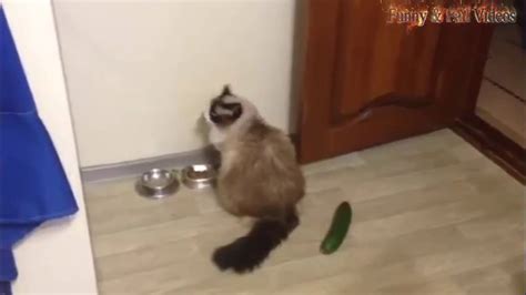 Cats Scared Of Cucumbers Compilation Cats Vs Cucumbers Funny Cats 2016