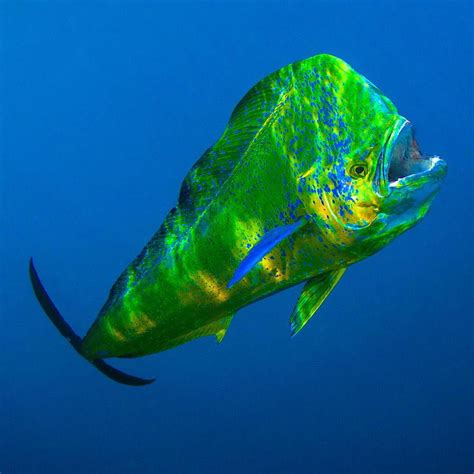 The Mahi Mahi Is A Bright And Colourful Open Ocean Fish It Is Also