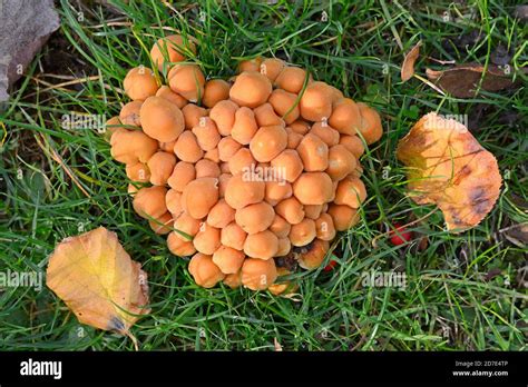 Honey Fungus Bootlace Fungus Armillaria Mellea Growing On Tree