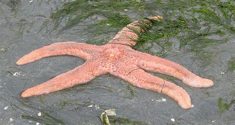 Pisaster Brevispinus Also Known Pink Sea Star Giant Pink Sea Star Or