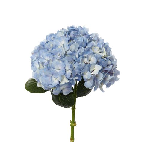 Prices are in canadian dollars and same day delivery is available to almost anywhere in canada. Hydrangea JUMBO, Blue | Charlotte Flower Market