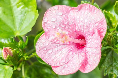 Hibiscus Tree Care Complete Guide On Growing Hibiscus