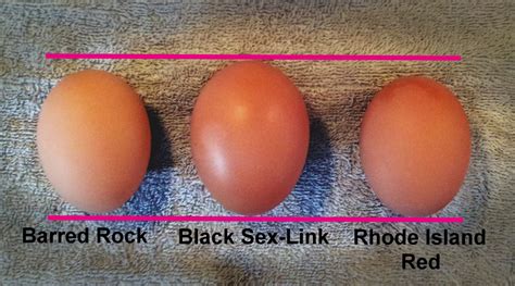 “jumbo Eggs” Jujub41482s Review Of Black Sex Link Chicken