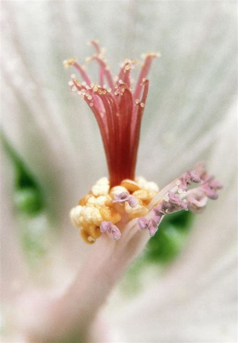Sex Organs Of Musk Mallow Flower Photograph By Dr Jeremy Burgess