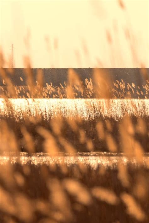 Dry Reed Bending Over The Water Sunset On The River Stock Image