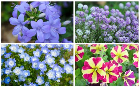 Top Annuals For Shade That Bloom All Summer
